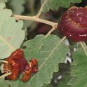 Agallas (Quercus pubescens) (2)